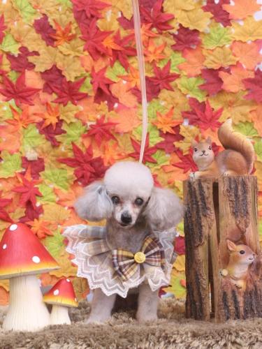 20241120サージュちゃん